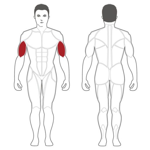 Steelflex Bicepszgép (PLBC)