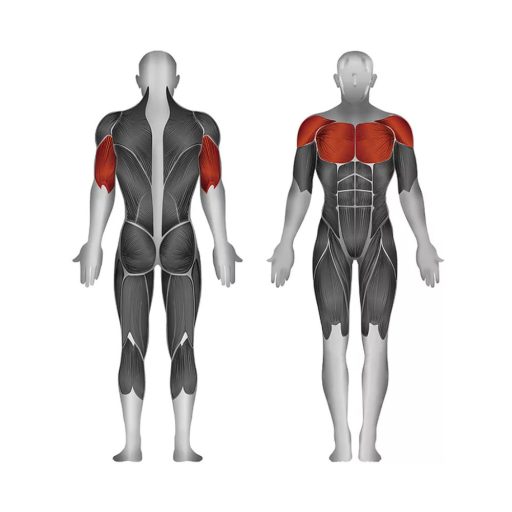 Steelflex fekvenyomógép (PLBP-BR)